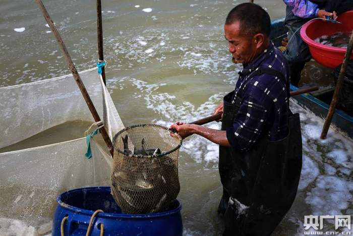 取鱼进行体表消毒（央广网发 通讯员供图）