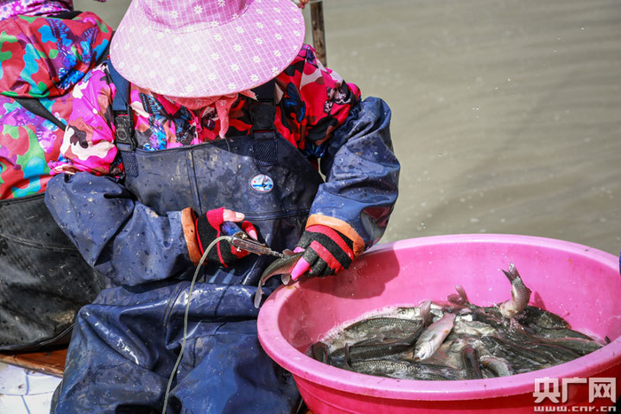 给鱼注射预防细菌性败血病的疫苗（央广网发 通讯员供图）