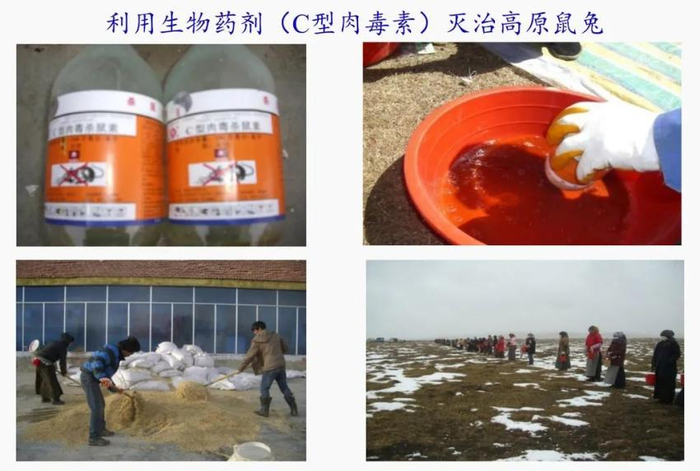 生物灭治鼠（四川省草原科学研究院供图）
