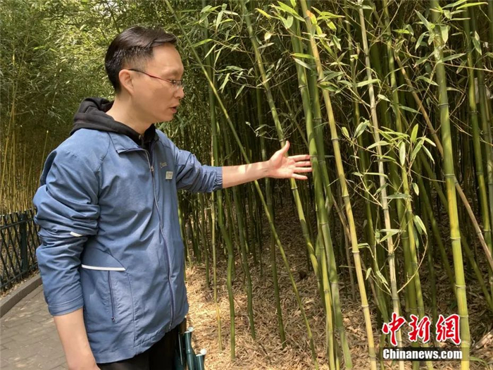 紫竹院公园园林科技科高级工程师冯小虎介绍公园内竹子。 徐婧 摄