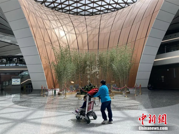 北京大兴国际机场航站楼内种植的竹子。 徐婧 摄