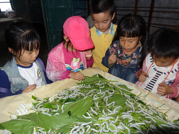 观察蚕宝宝 图：平湖万州