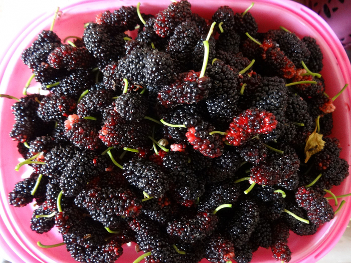 采摘桑葚 图：平湖万州