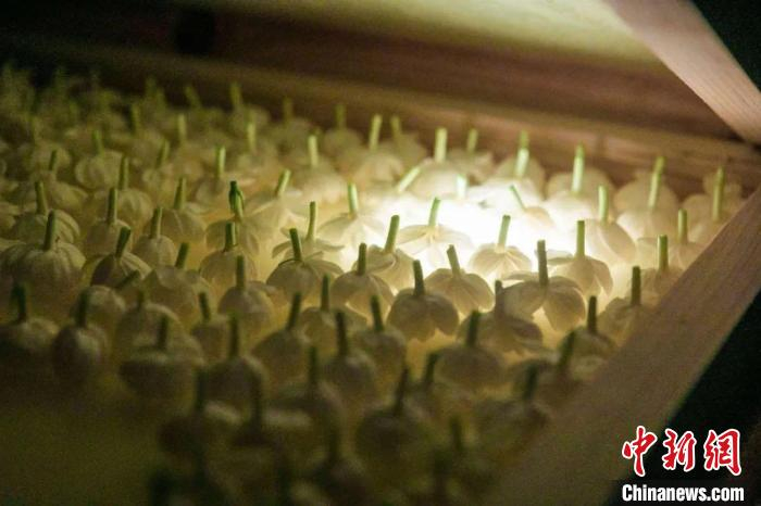 制作茉莉花香水。　大东 摄