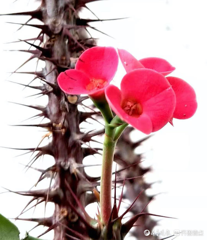 鲜红的小花被长刺保护着|刺梅|高军|小红花_新浪新闻