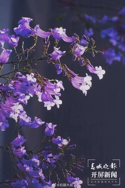 春城晚报－开屏新闻记者 江洋 摄