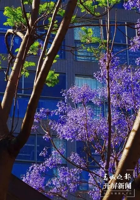 春城晚报－开屏新闻记者 江洋 摄