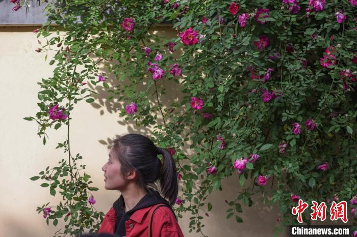 人美花艳。　泱波 摄