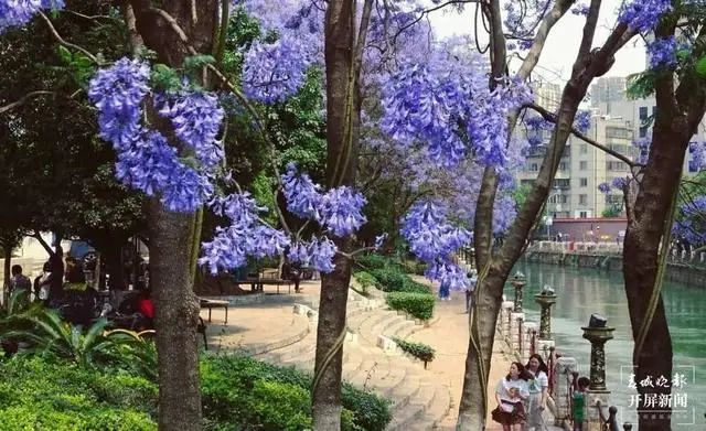 春城晚报－开屏新闻记者 江洋 摄