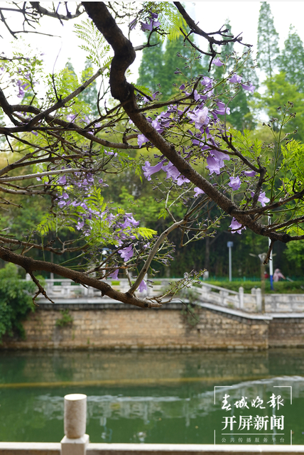 春城晚报－开屏新闻记者 费丹艺 摄