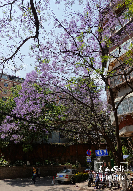 春城晚报－开屏新闻记者 费丹艺 摄