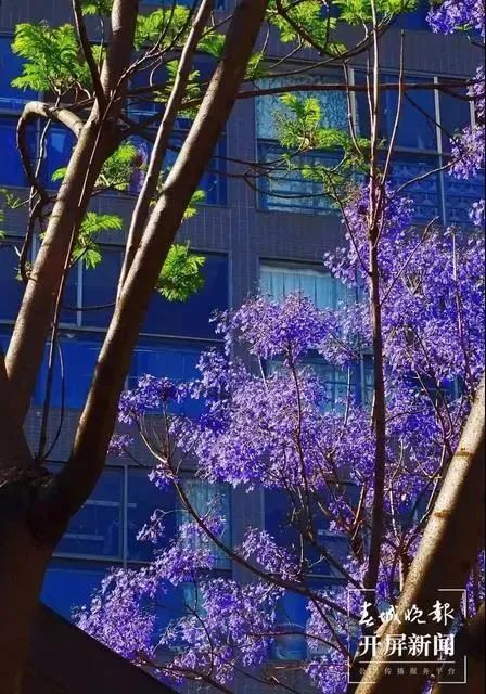 春城晚报－开屏新闻记者 江洋 摄