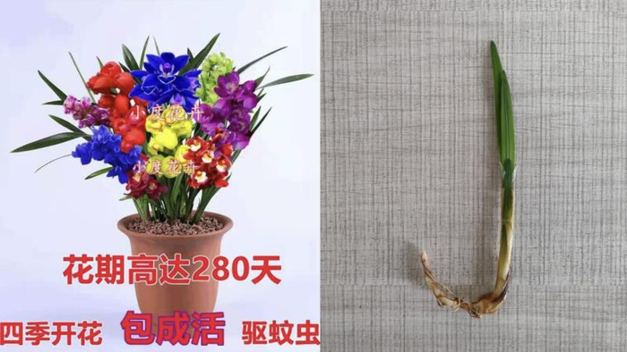 一位网店店主“自创”的新品种花卉，实际发给买家的是一种绿化用草。 &nbsp;摄