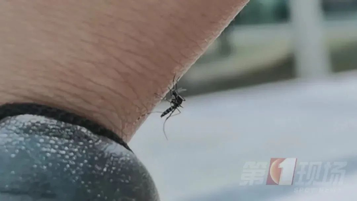 ▲白纹伊蚊也容易传播登革热病毒