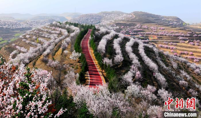 彭阳梯田花海入选“中国最美旱作梯田”。固原市委宣传部供图