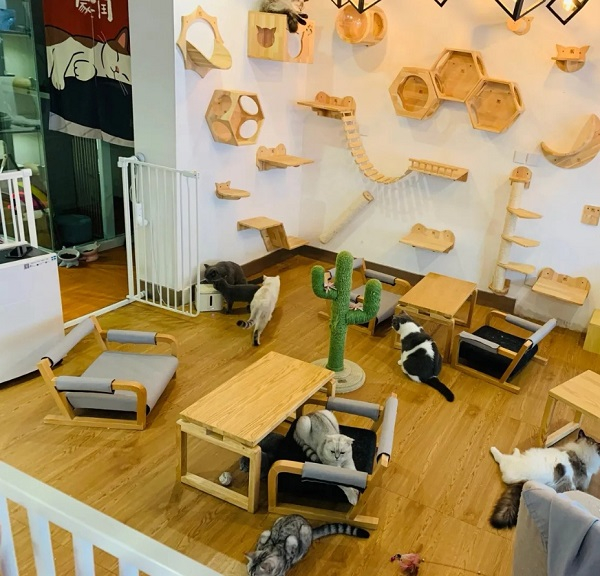 图说：“桔子宠物社”