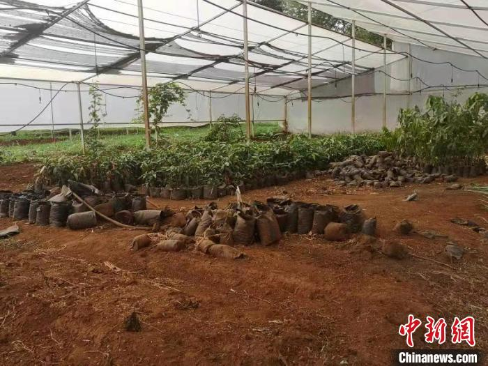 山西国际经济技术合作有限公司援助马拉维农业项目，助当地农业发展、农民增收。　杨丁旺 摄