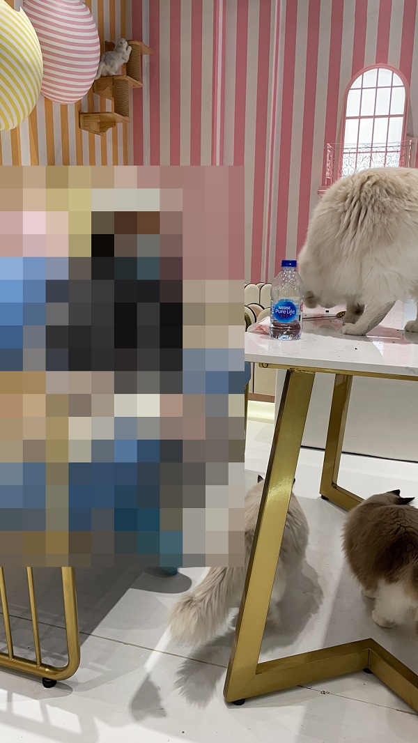 图说：杨女士的女儿在撸猫馆  采访对象供图（下同）