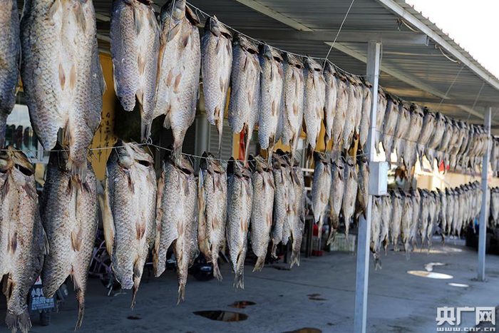 在博湖县西海社区的西海龙渔村农家乐，一条长15米的风干鱼长廊。胡侍琦 摄