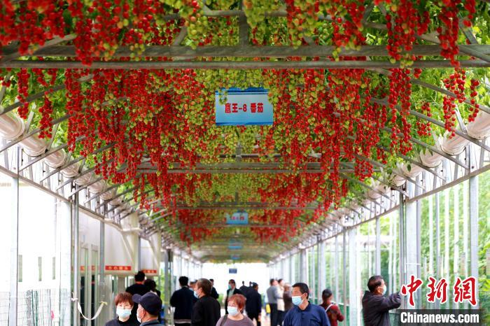 展厅内挂满了各种新型高产番茄。　梁犇 摄