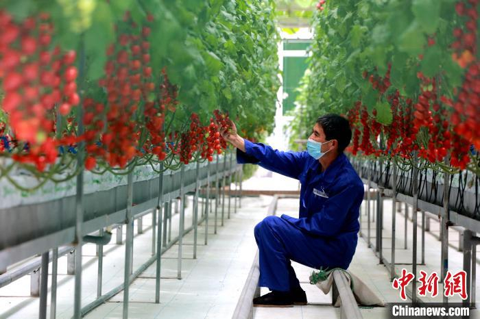 工作人员在查看新型高产番茄的涨势。　梁犇 摄