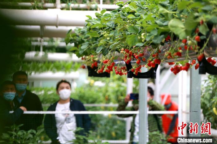游客参观空中草莓种植技术。　梁犇 摄