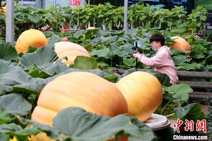网络主播在巨人南瓜田里直播，该品种南瓜单瓜最重可达500斤。　梁犇 摄