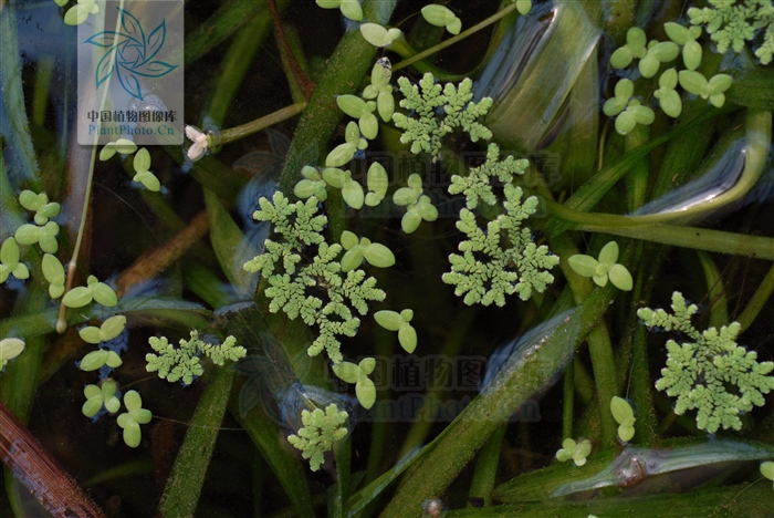 浮萍。李光敏摄于北京中国植物图像库图