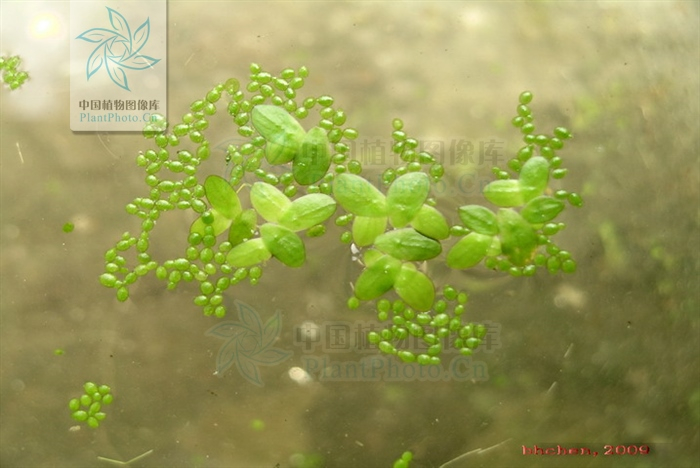 芜萍。陈炳华摄于福建福州中国植物图像库图