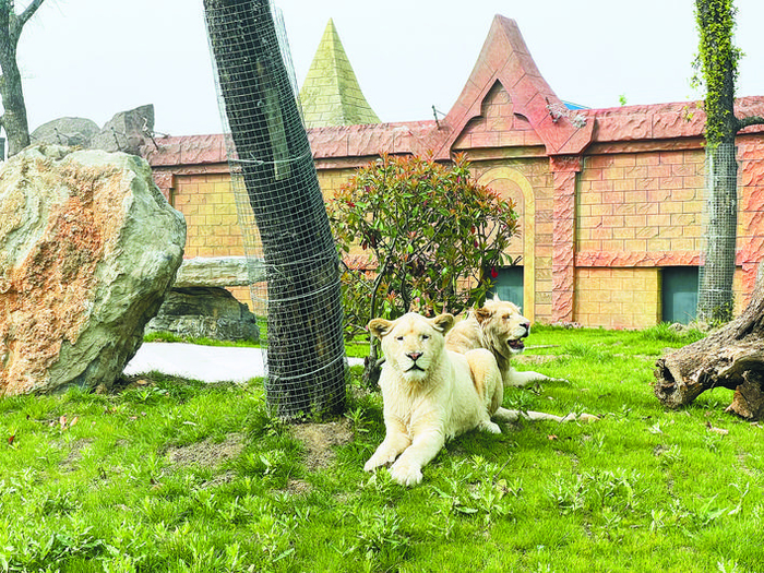 阜阳野生动物园里的动物。