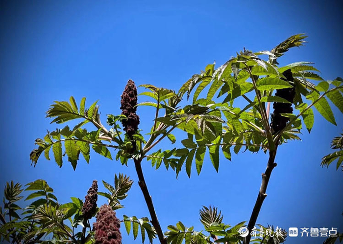 初看像香椿树,其实是火炬树|香椿树|火炬树|于平松_新浪新闻