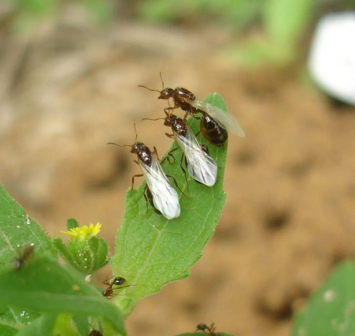 长翅膀的为具有繁殖能力的红火蚁性蚁。受访者供图