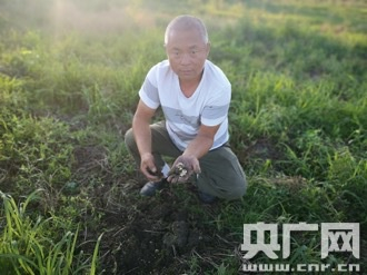逊克县奇克镇边疆村种植的80亩中草药玉竹。于淑鸿 摄