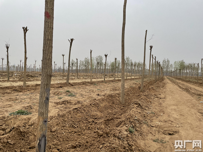丰润镇西各庄村庄稼地里已栽种上树苗（总台央广记者 管昕 摄）