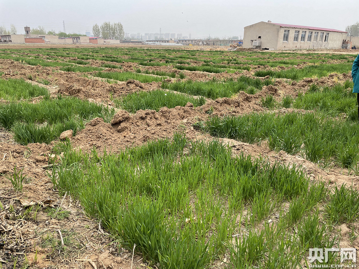 村民指引记者来到一块被毁坏严重的麦地（总台央广记者 管昕 摄）