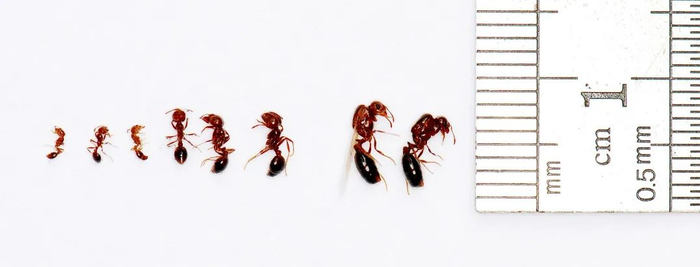 不同体形的红火蚁。受访者供图