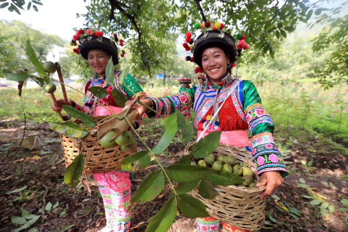 漾濞群众收获核桃 陈飞 摄