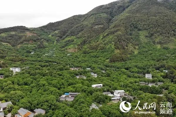 云南漾濞光明村万亩核桃林 穆荣懋 摄