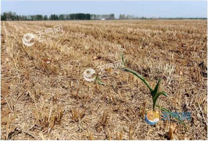 2021年3月，云南玉溪遭遇严重干旱，全市38.18万亩农作物受灾。图/天气网