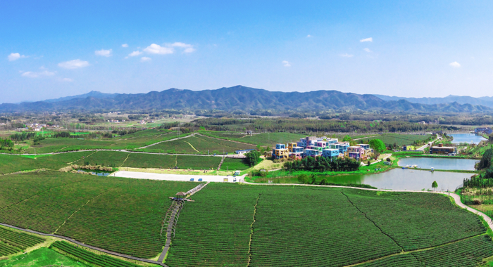 图/万亩茶园俄罗斯方块小镇