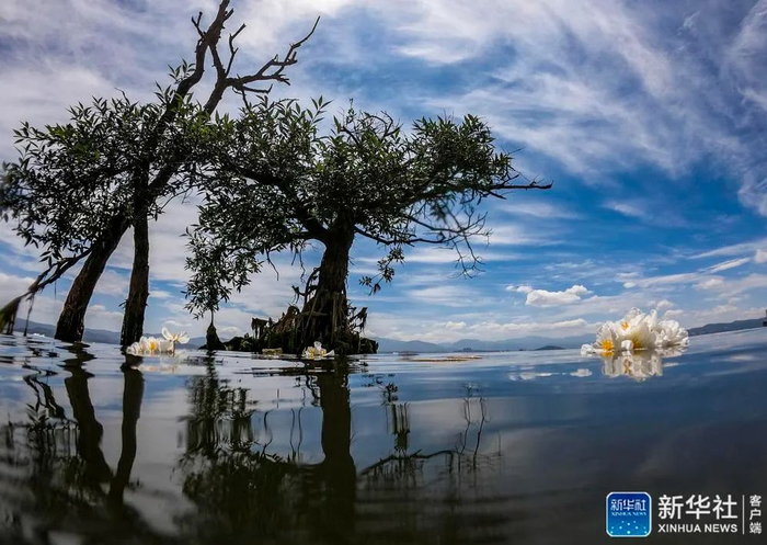 ↑在云南洱海中开放的海菜花（2020年5月31日摄）。新华社记者 江文耀 摄