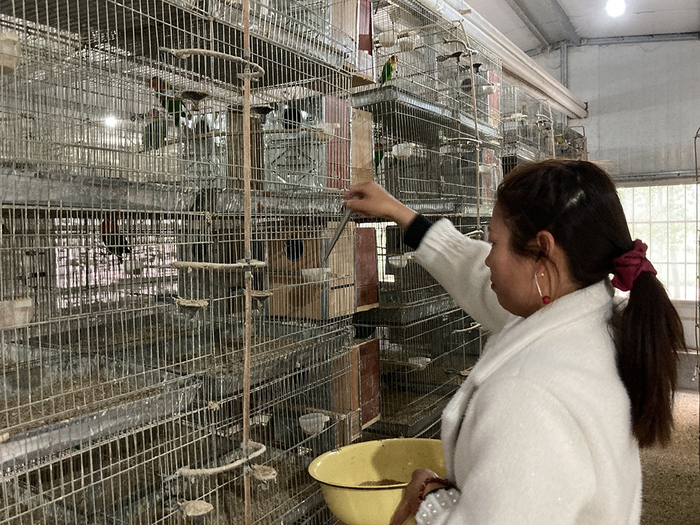养殖户在喂鹦鹉。 澎湃新闻记者 段彦超 图