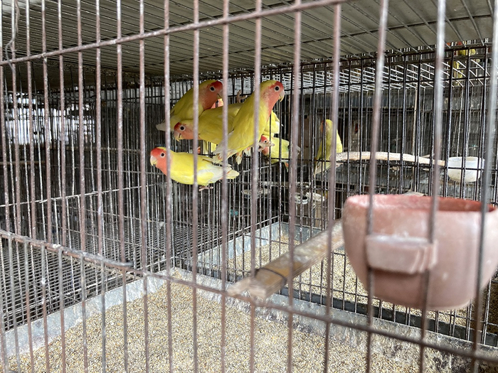 商丘市的鹦鹉养殖已有30多年历史。 澎湃新闻记者 段彦超 图