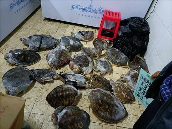 山西省太原市，一家海洋馆管理者从冰箱里拿出20只小海龟的尸体，有的前肢被咬掉一半，有的背甲被咬掉一角。 受访者供图