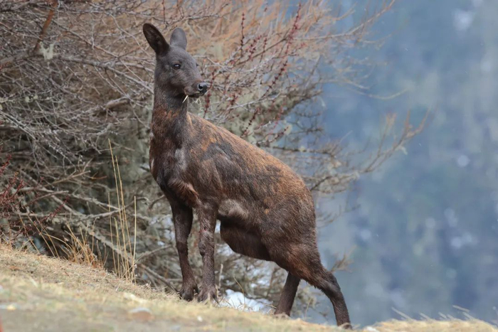 观鸟爱好者拍到的黑麝照片（关翔宇摄）
