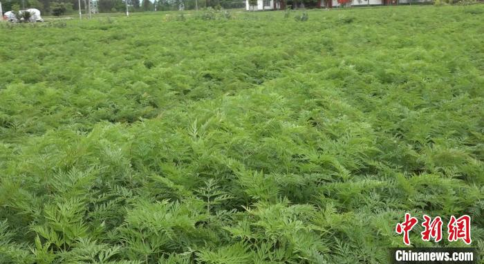 田里茁壮成长的川芎。　何浠 摄