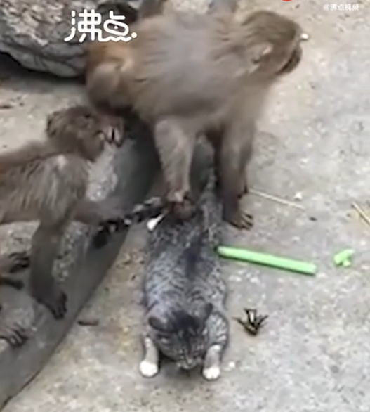 河南某动物园小猫被放进猴山遭追咬 视频截图