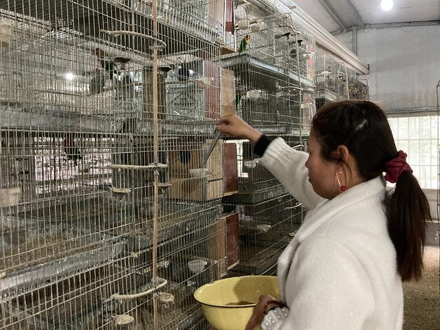 养殖户在喂鹦鹉。图