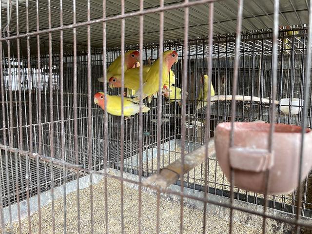 商丘市的鹦鹉养殖已有30多年历史。图