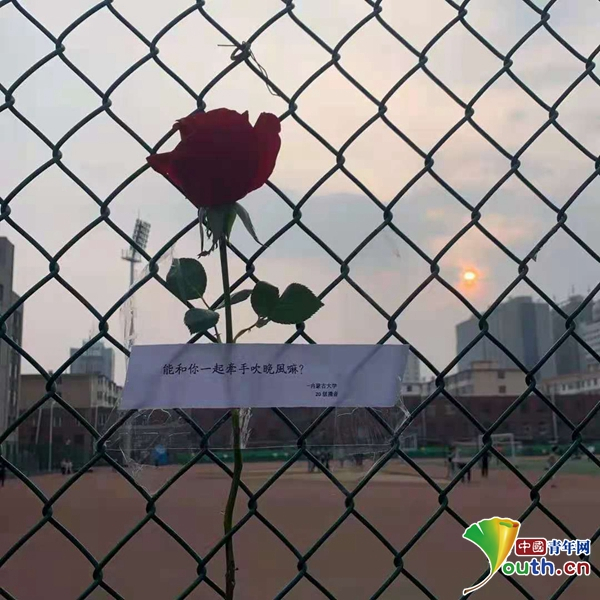 内蒙古大学“应急玫瑰”。学校供图